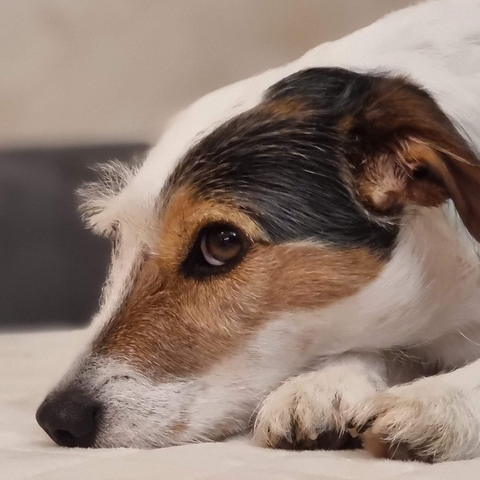 Bettle, a Jack Russell terrier, resting his head on a blanket