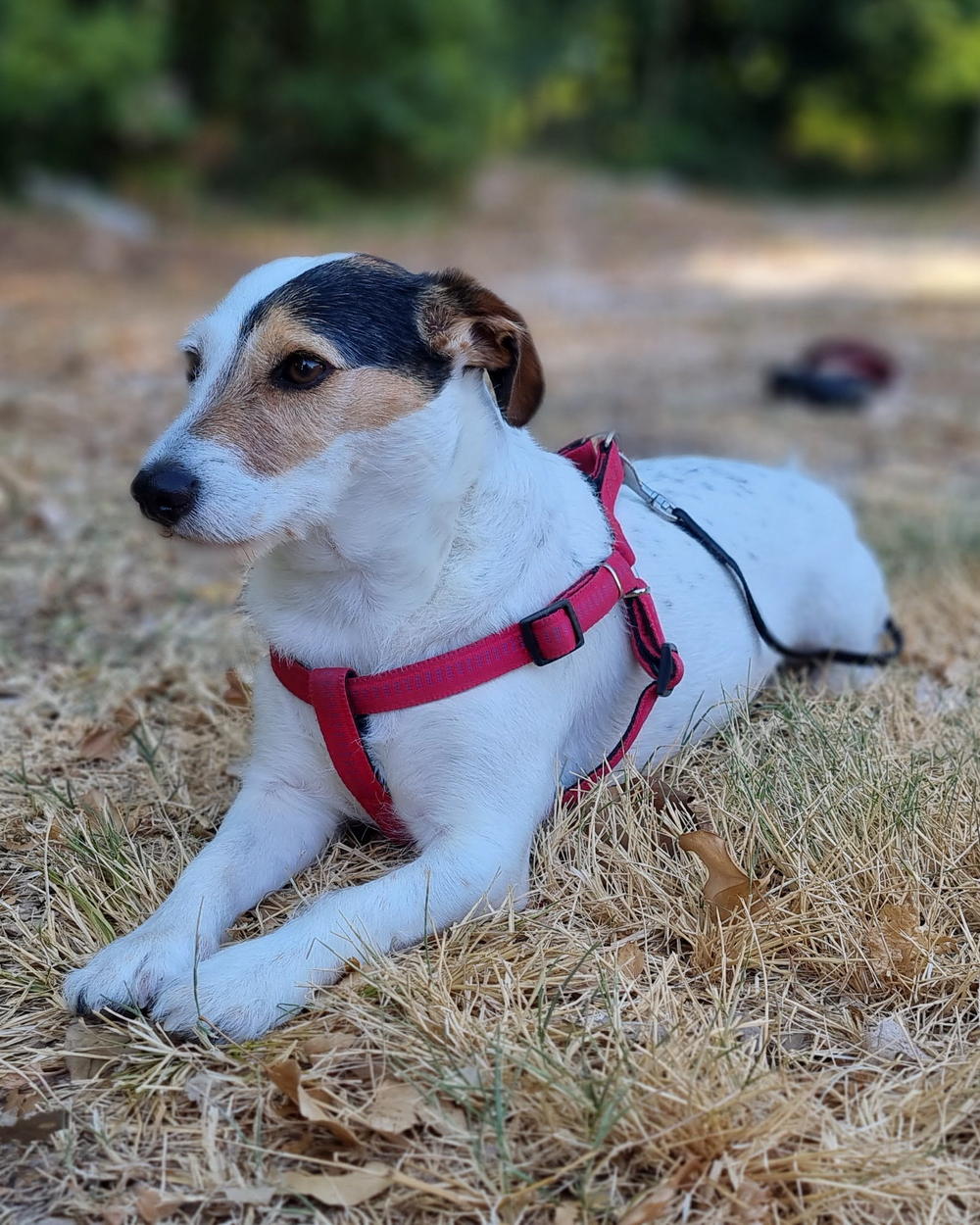 Bettle, a Jack Russell terrier in a red harness, lying on dry grass in dappled shade