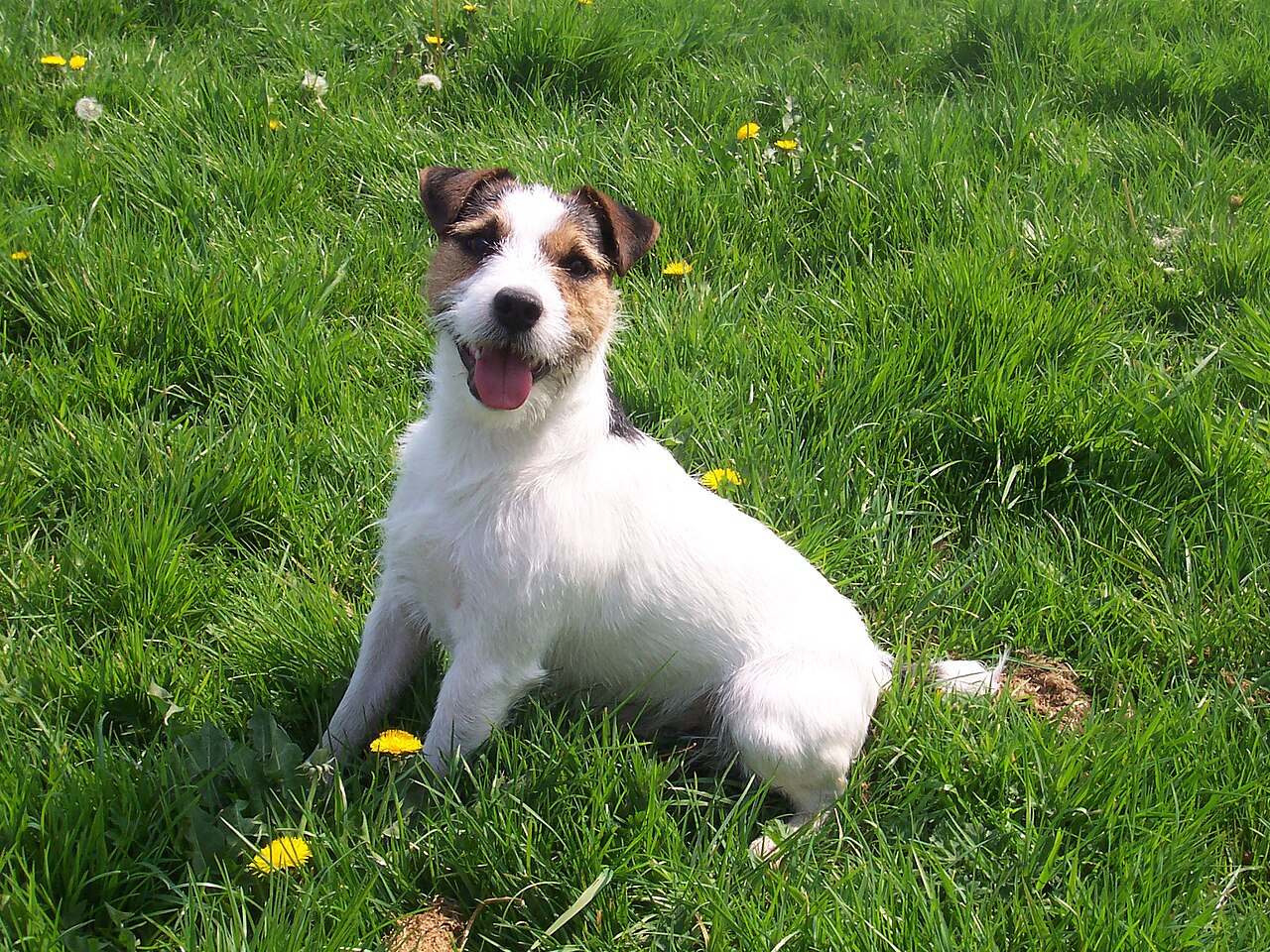 Bettle, a Jack Russell terrier, standing proudly