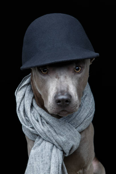 istockphoto-934114298-612x612.jpg
